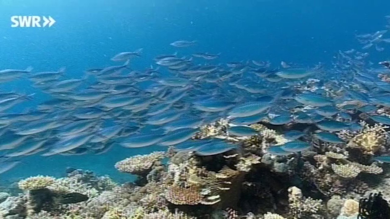 Sch?tze der Welt E270 - Great Barrier Reef, Australien