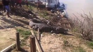 Un garçon marche sur un alligator