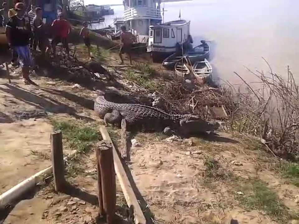 Un garçon marche sur un alligator