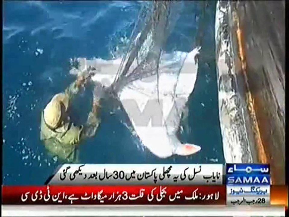 Flying fish