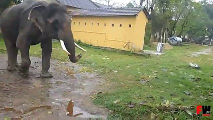 FAILS WORLD - Elephant attack tourist