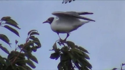 Les voleurs de cerises suite