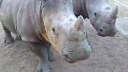 You would never guess this is what a rhino sounds like