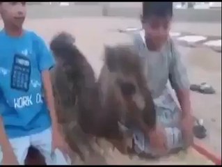 camel offering prayer with two kids very nice.