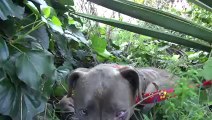 Pit Bull gets rescued and makes an amazing recovery - Please Share