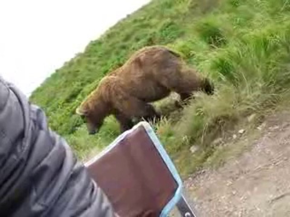 Incredible Up-Close Encounter With Alaskan Brown Bear