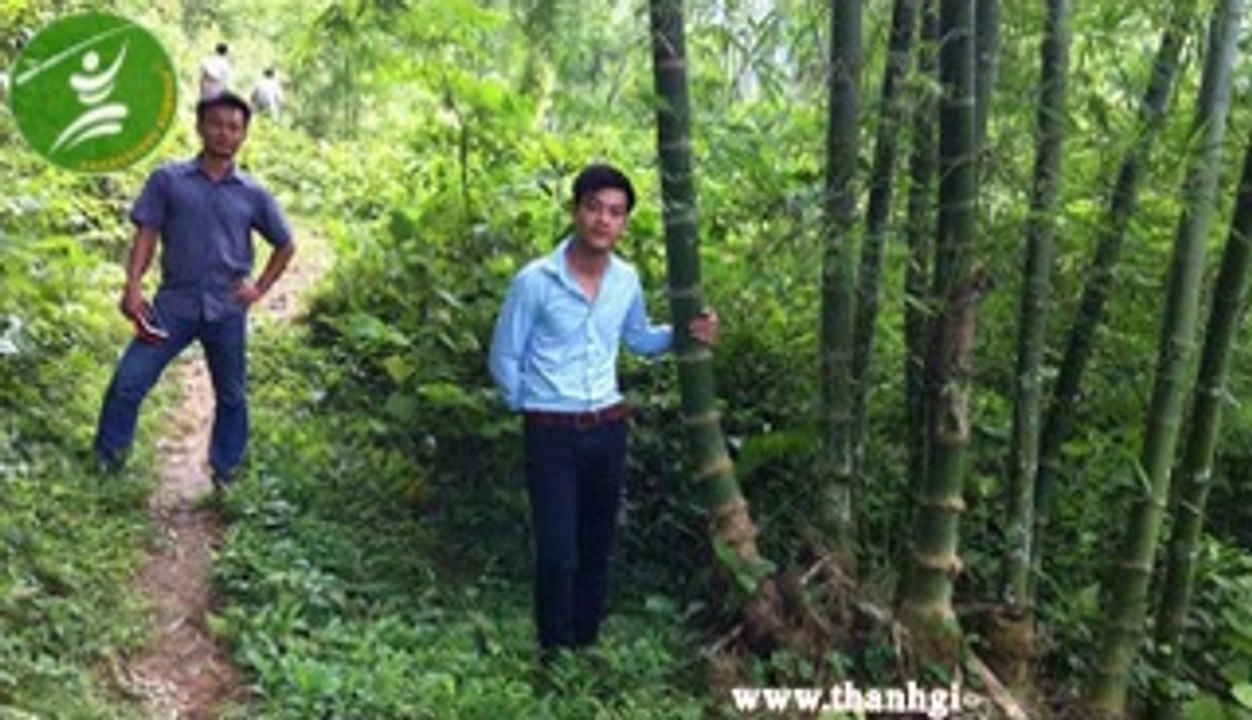 RỪNG TRE VIỆT NAM - TIỀM NĂNG PHÁT TRIỂN TRE CÔNG NGHIỆP ( P2 )- http://thanhgiongbamboo.com/