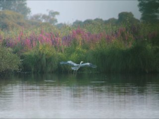 Lac de Grand Lieu  Le: 27-07-2014