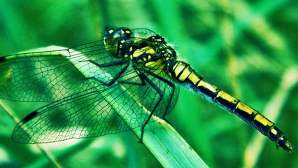 Мир, который рядом ( слайд - шоу )