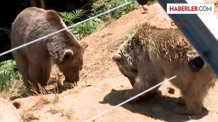 Ayıların Meyve Keyfi