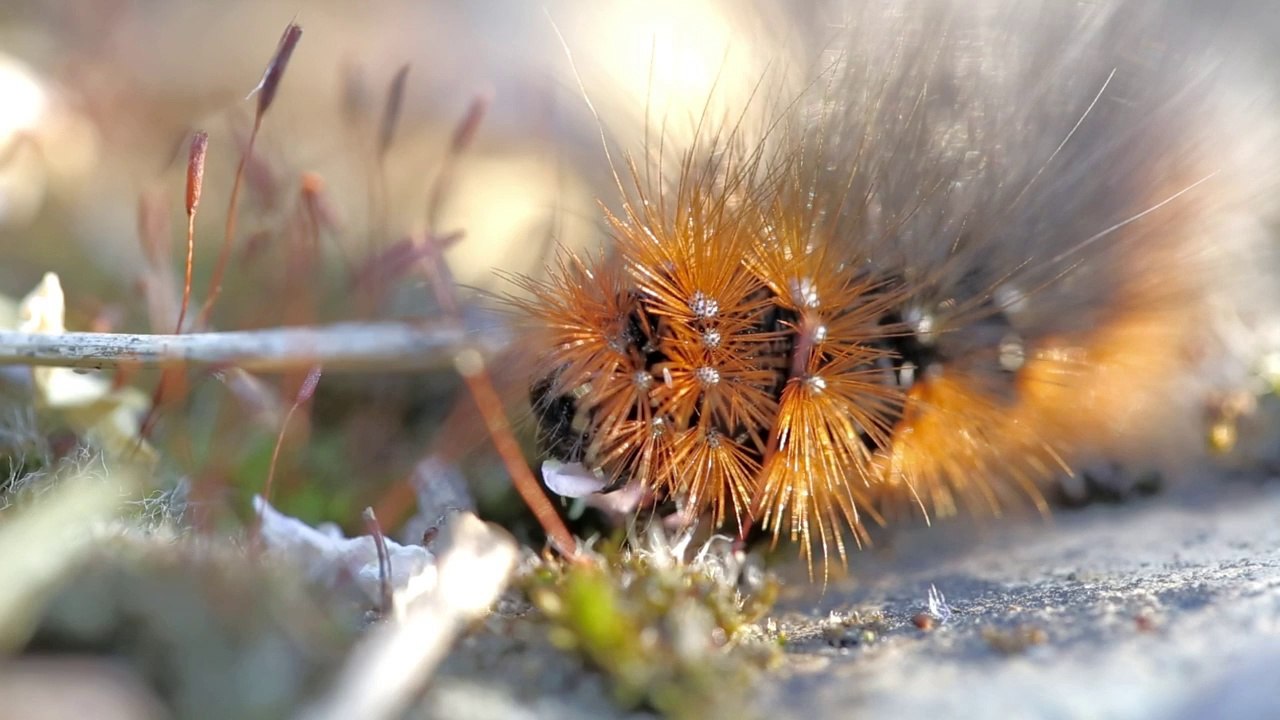 La Chenille et la Limace