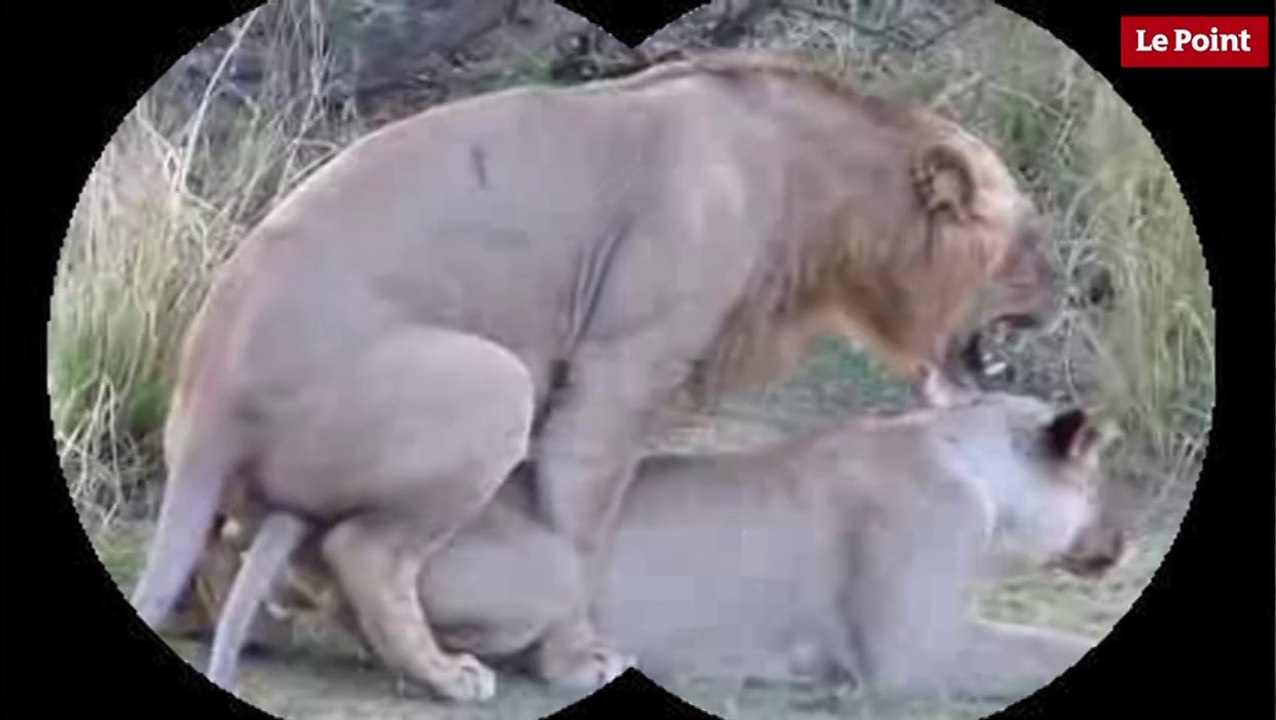 Nos amies les bêtes de sexe : Le lion