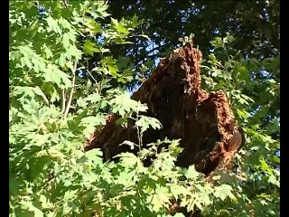 Η απάντηση του δημάρχου για τα πλατάνια