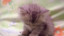 cat need sleep wooooow
