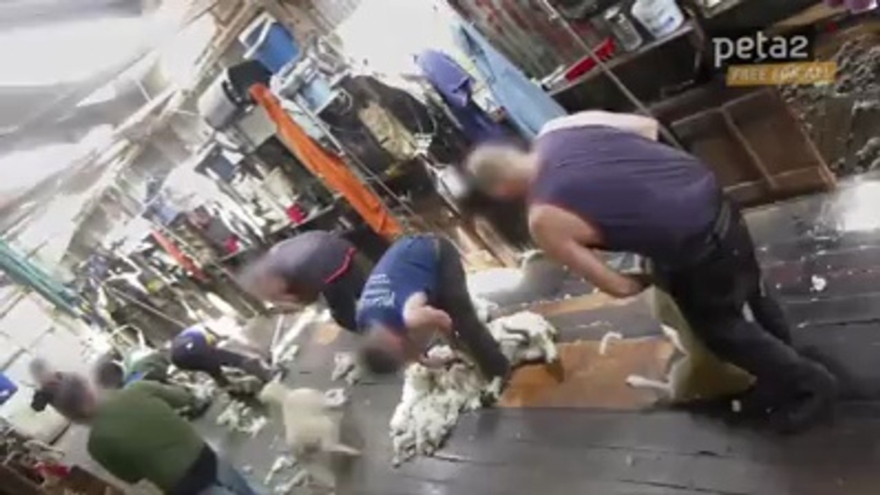 Think Wool Doesn't Hurt Sheep?