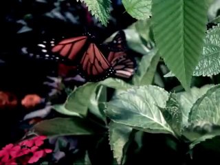 Tresan Isırgan Otu Şampuanı