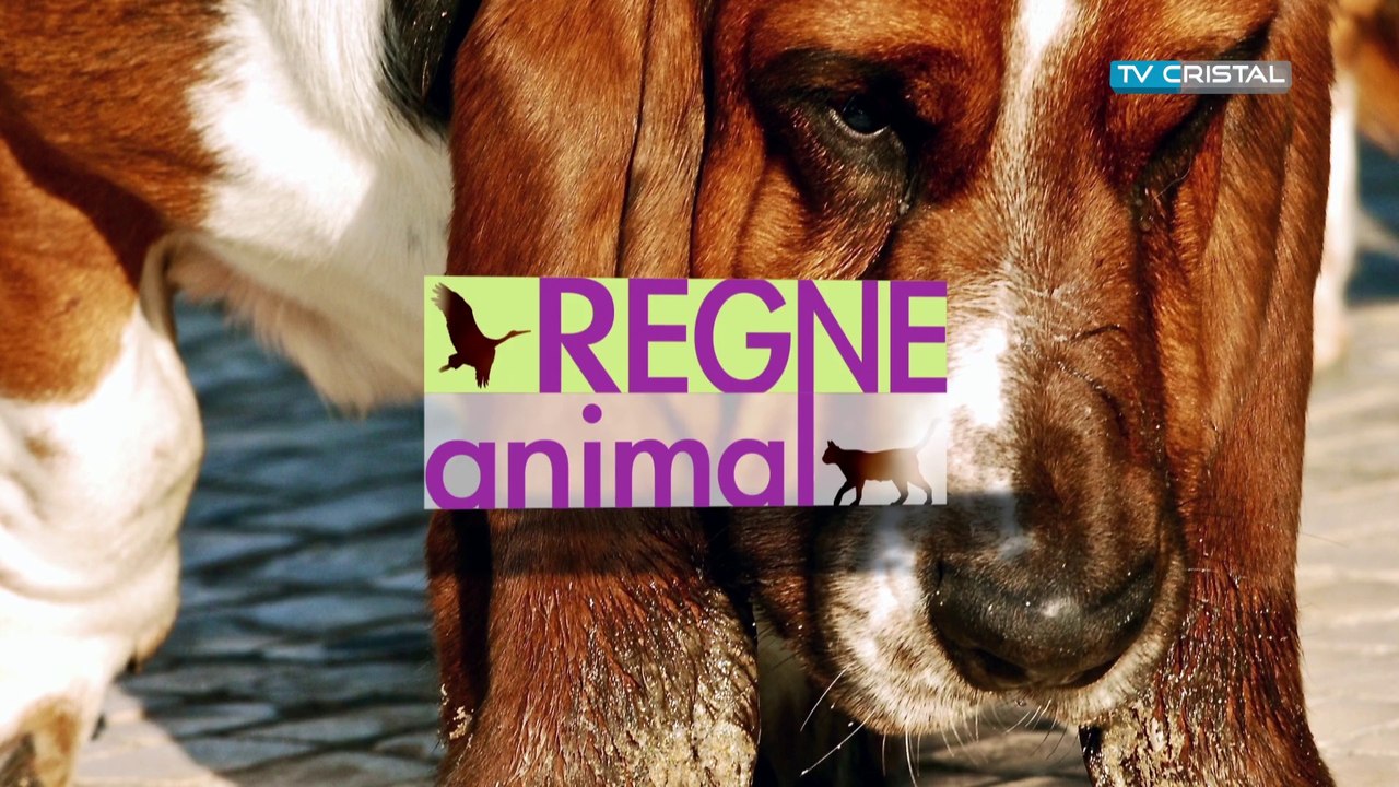 TV CRISTAL SAISONS 2013 - 2015