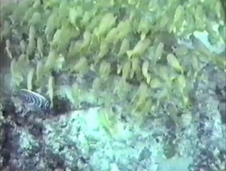 Nile in Blue　菊池桃子  (1987)