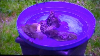 Bagarre à la baignade