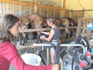 Faire du fromage de chèvres (2009)