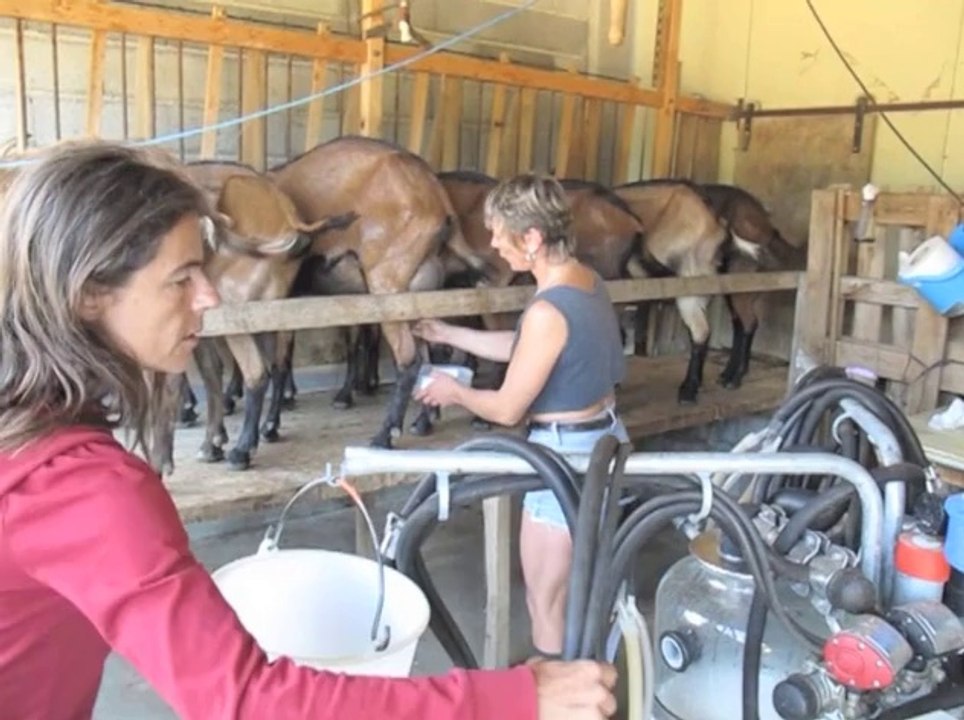 Faire du fromage de chèvres (2009)