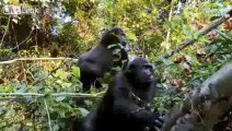 Gorilla reunites with man that saved him
