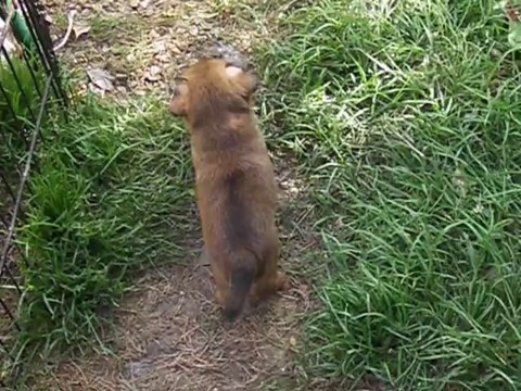 JOE LE TAXI DU DOMAINE DES COTIERES/ PETIT BRABANCON