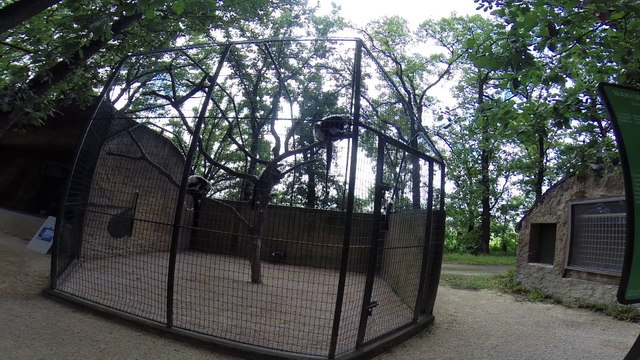 MAKI VARI NOIR ET BLANC SINGE ZOO PLAISANCE DU TOUCH AFRICAN SAFARI