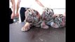 Oise : naissance de quatre bébés tigres