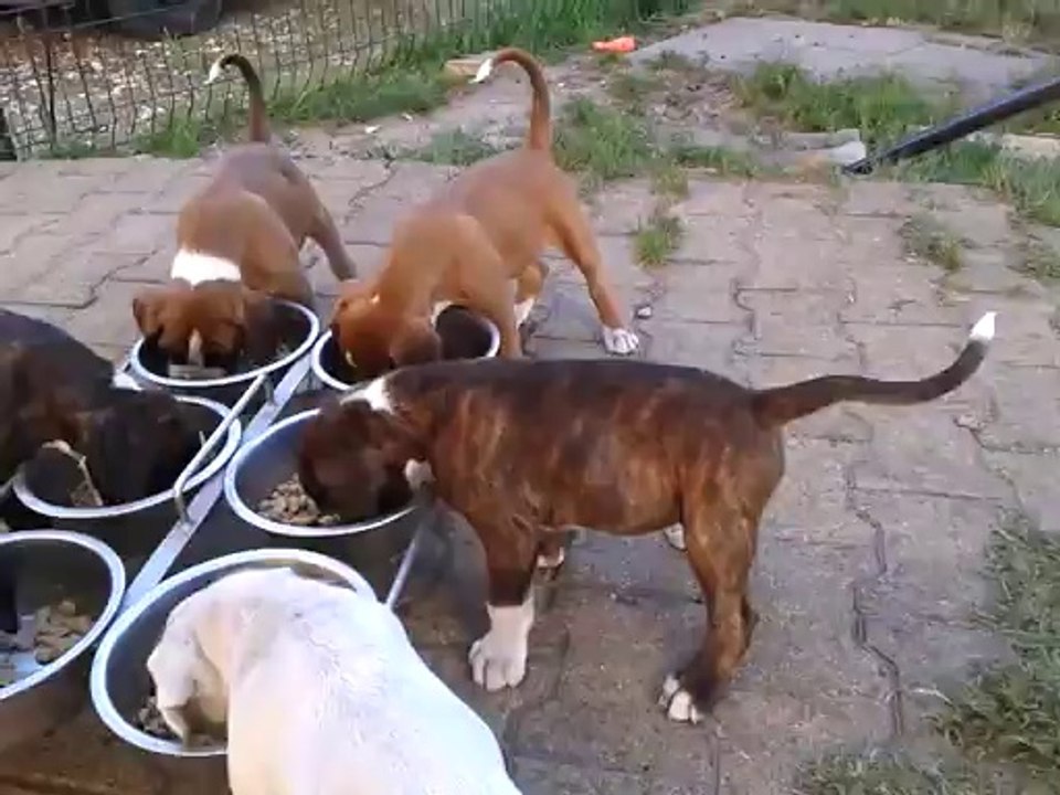 chiots boxer 7 semaines au repas