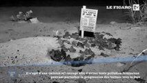 Floride : une webcam filme l'éclosion d'un nid de tortues