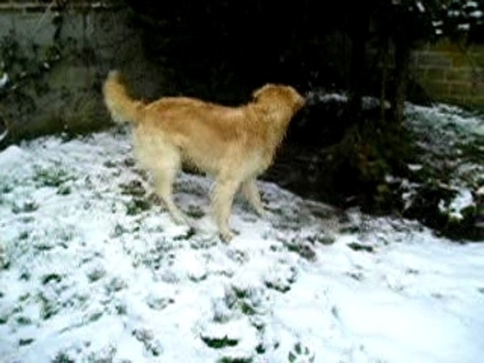 Chat et golden neige