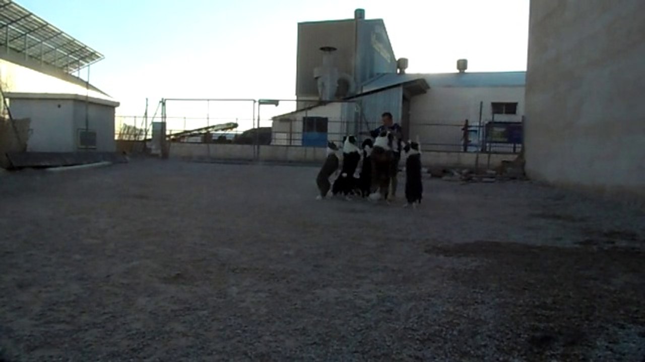 Refrescamos a los perros