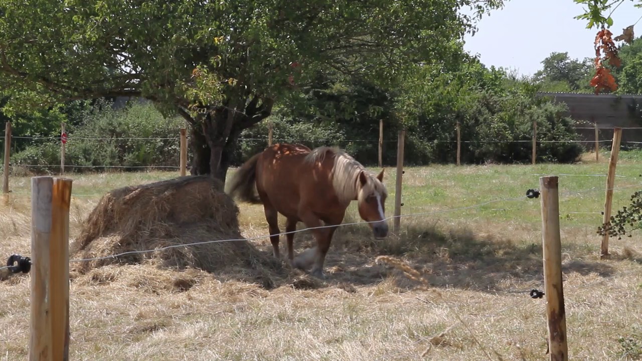 cheval en plein cagnard