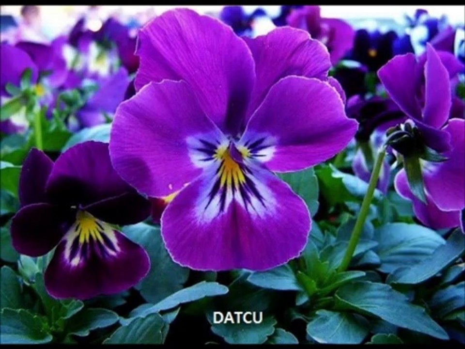 NİLÜFER-MOR MENEKSE