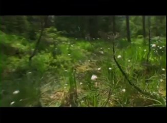 Sound of Insects - EXCLUSIVE Official Trailer [HD]