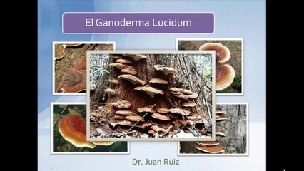 GANODERMA con el   Dr. Juan Ruiz