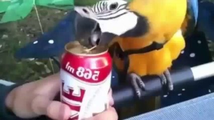 Funny Videos - Fail Compilation, Funny Pranks and Funny Cats Videos _ New Funny Video(4)