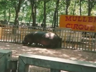 jackson just love animaux cirque by djlove