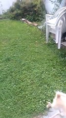 Terrier mix dog - Clint Eastwood - playing fetch