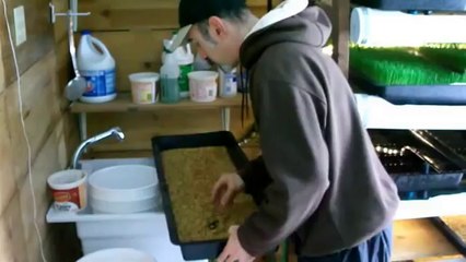 Barley Fodder Grow Room Procedures - Step by Step through the Daily Task