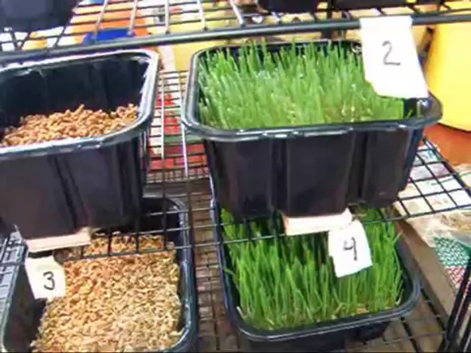 Low Tech fodder system experiment