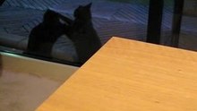 KittyBilly_0001