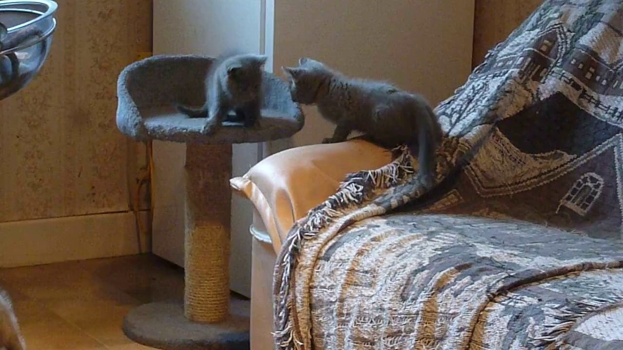 Chatons Chartreux
