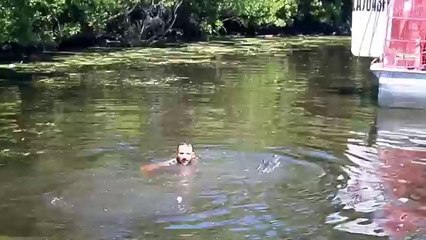 Un homme se baigne avec des alligators pour les nourrir