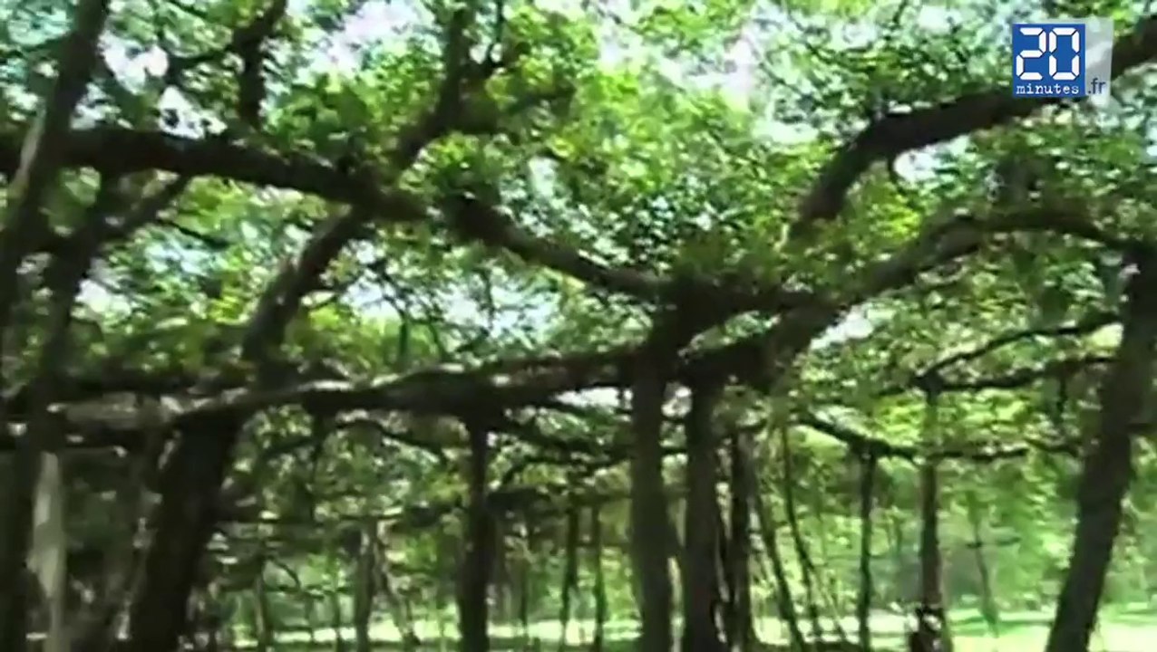 Un arbre large comme deux terrains de football en Inde