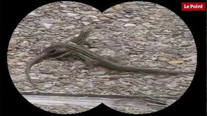 Nos amies les bêtes de sexe : Le lézard à queue en fouet