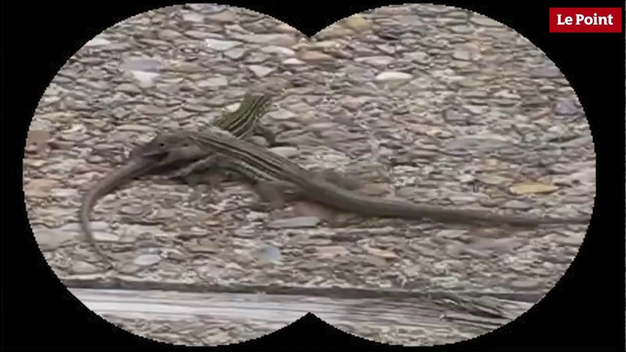 Nos amies les bêtes de sexe : Le lézard à queue en fouet