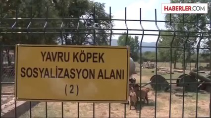 Bu köpekler "hazır ol"da bekliyor -