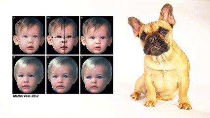 Why Are Babies So Cute